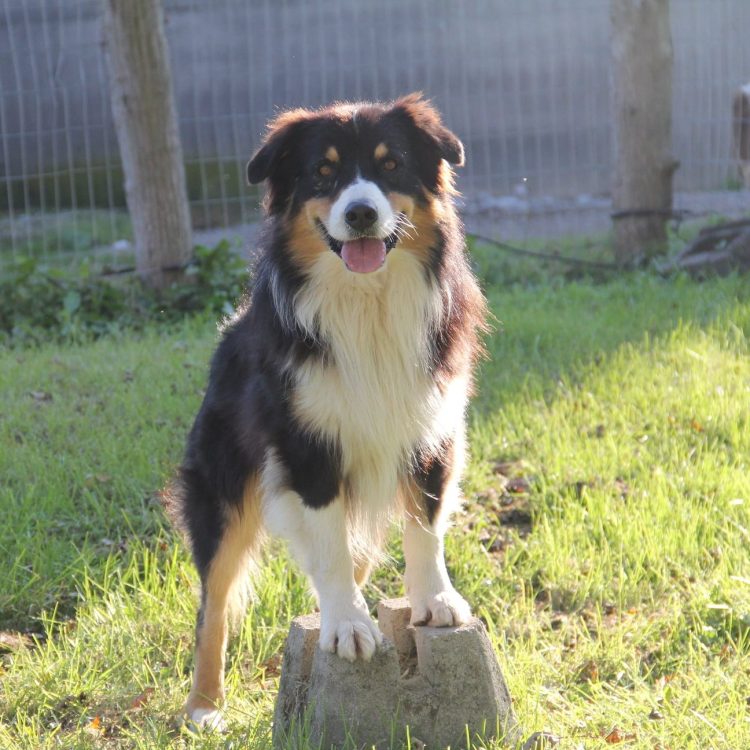Ollie