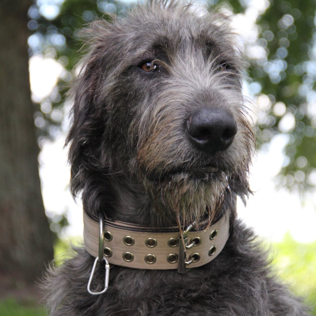 Suki