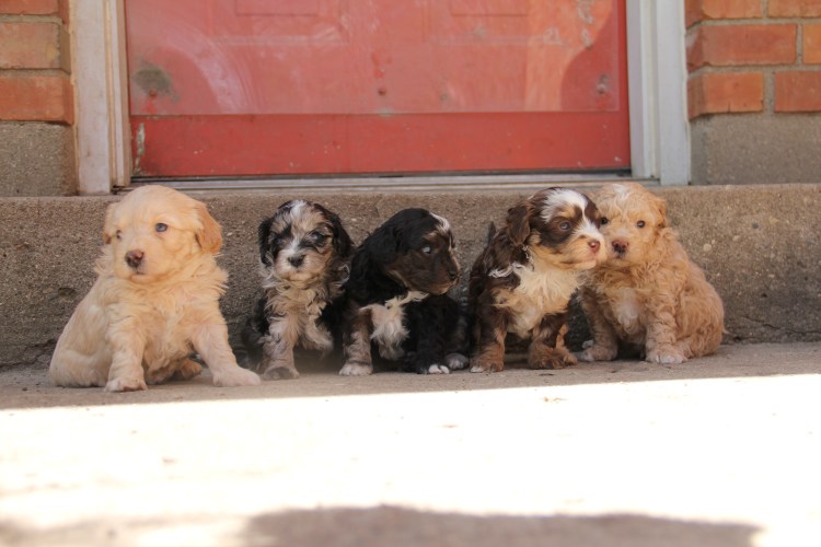 Dogs & Puppies Available Now