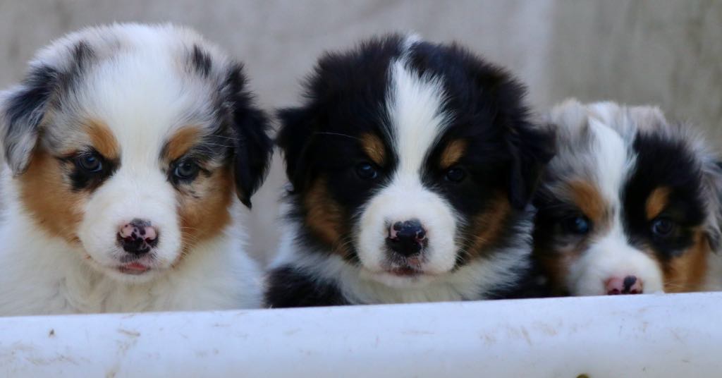 Miniature Australian Shepherd