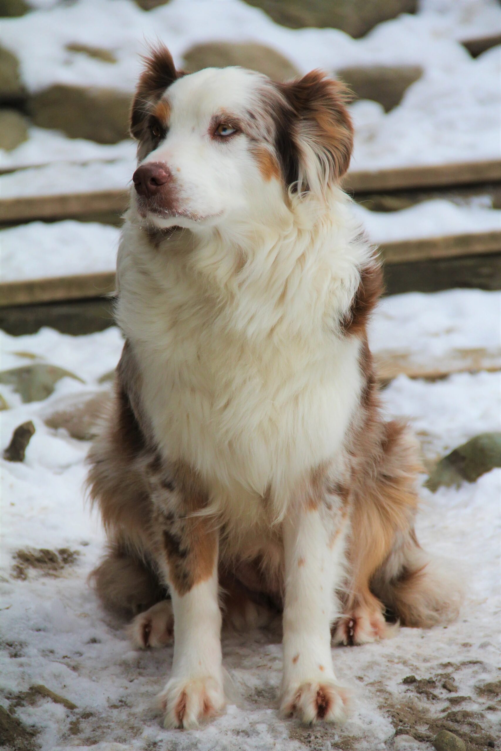 Our Companion Retired Dogs