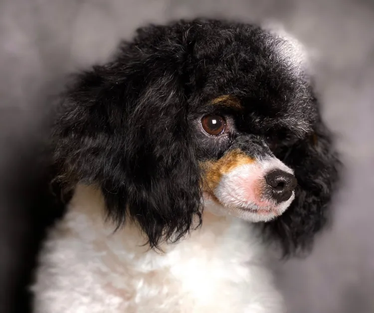 Poodles