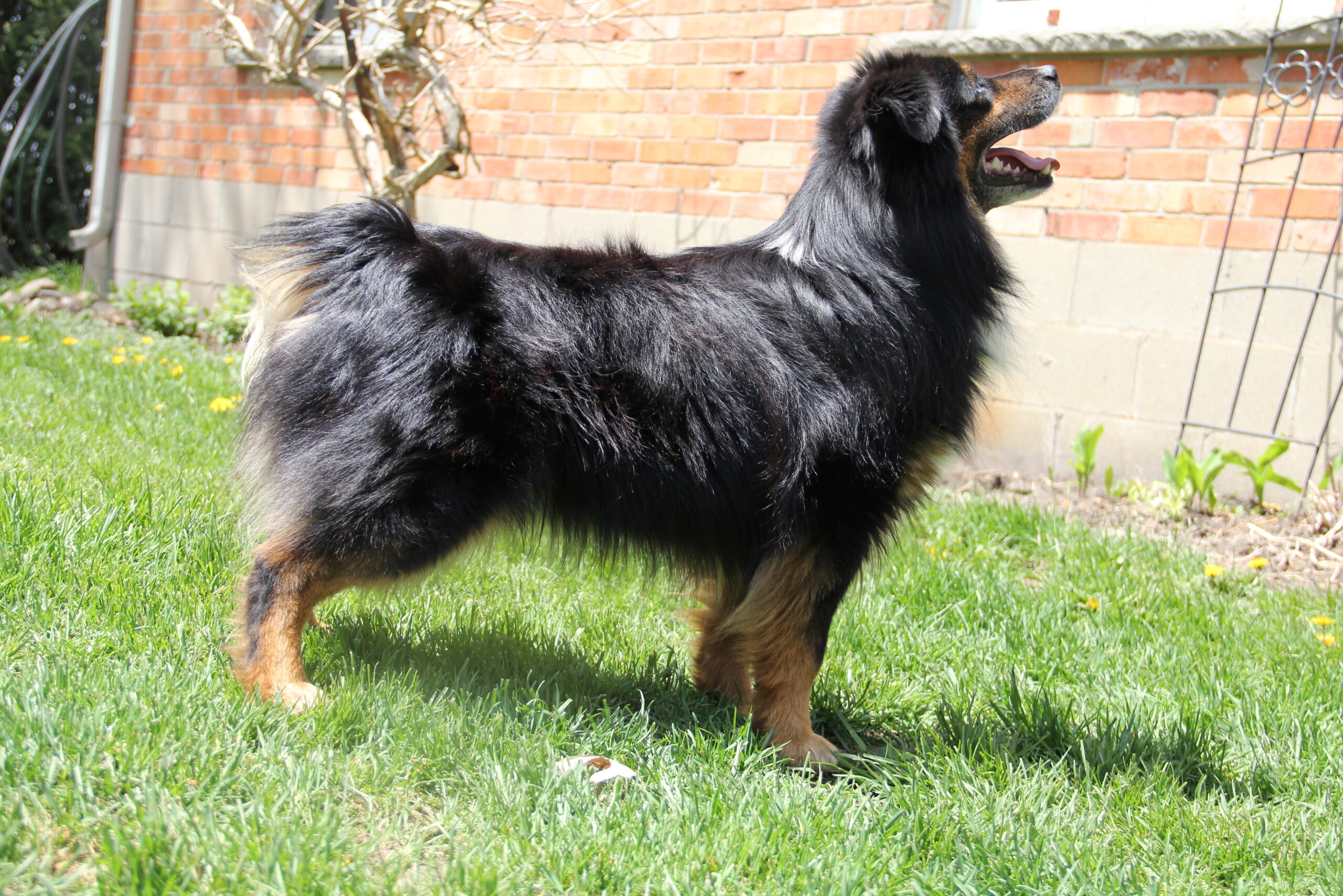 Male Miniature Australian Shepherds