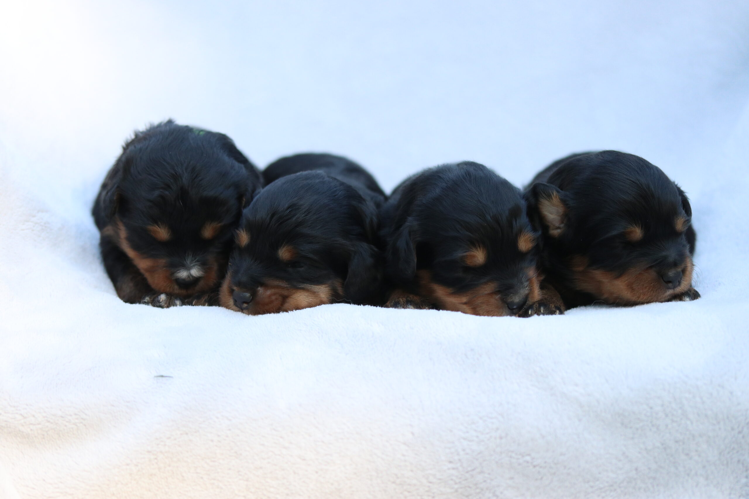 Male Aussidoodles