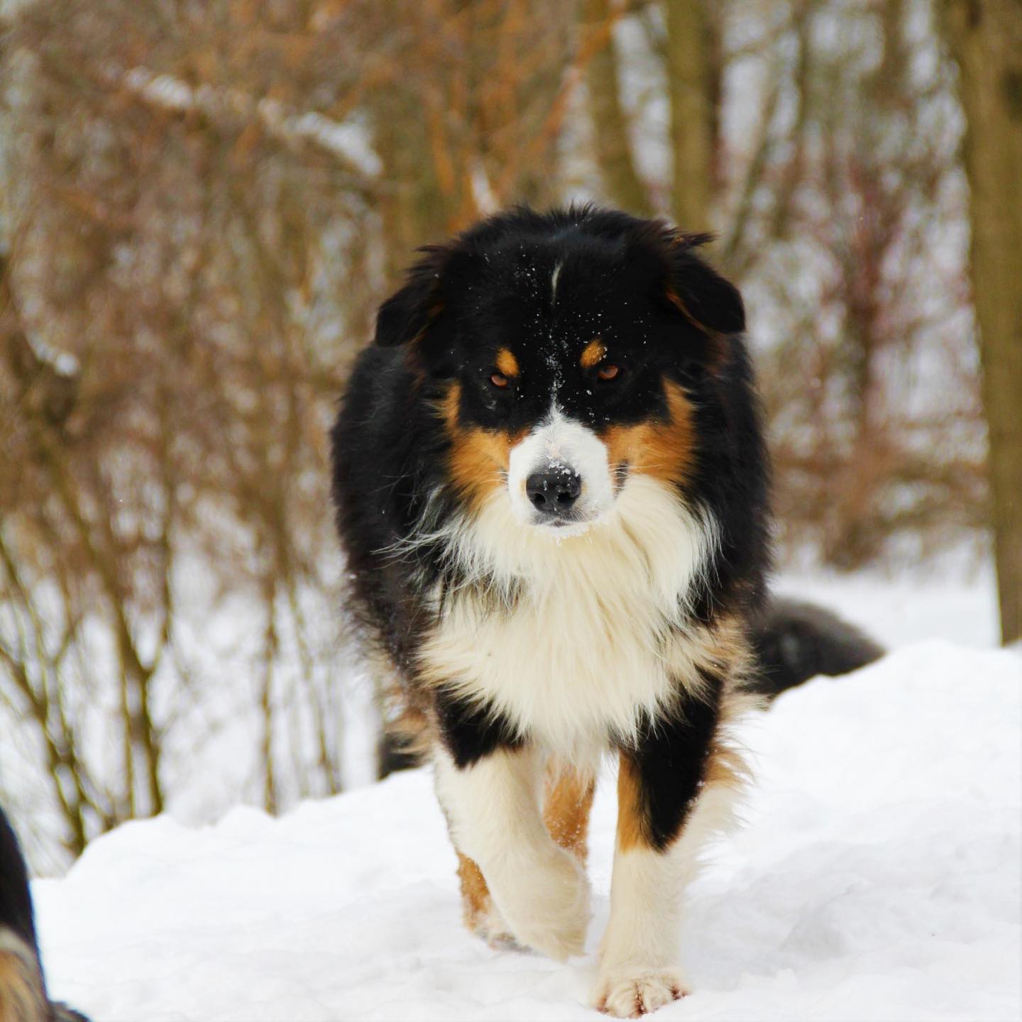 Male Australian Shepherds